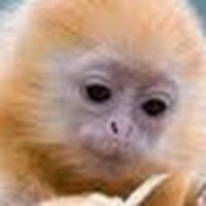 Meet your Posher, Kagie